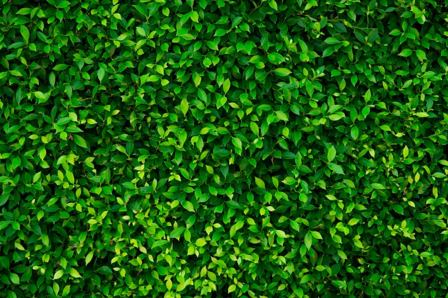 Backdrop hedge